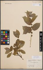 Foto von Salix cordata Michx.